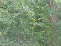 dvorska_panasonic_p1000475.jpg: 166k (2009-09-02 05:00)