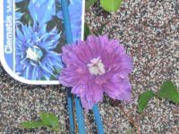 dvorska_panasonic_p1000476.jpg: 136k (2009-09-02 05:01)