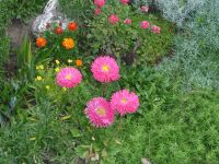 dvorska_panasonic_p1000477.jpg: 202k (2009-09-02 05:01)