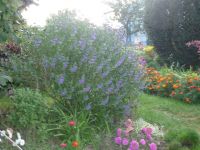 dvorska_panasonic_p1000479.jpg: 150k (2009-09-02 05:01)