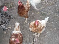 dvorska_panasonic_p1000480.jpg: 160k (2009-09-02 05:02)