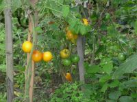 dvorska_panasonic_p1000482.jpg: 140k (2009-09-02 05:03)