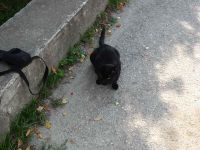 dvorska_panasonic_p1000495.jpg: 194k (2009-09-15 12:25)