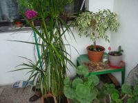 dvorska_panasonic_p1000501.jpg: 142k (2009-09-16 11:15)