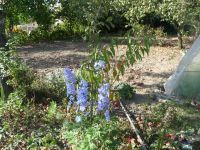 dvorska_panasonic_p1000529.jpg: 251k (2009-09-27 12:11)