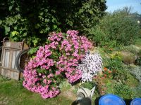 dvorska_panasonic_p1000531.jpg: 260k (2009-09-27 12:12)