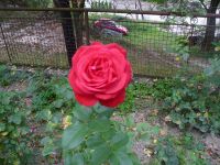 dvorska_panasonic_p1000533.jpg: 189k (2009-09-29 13:20)