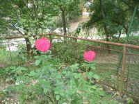 dvorska_panasonic_p1000534.jpg: 226k (2009-09-29 13:21)