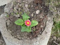 dvorska_panasonic_p1000564.jpg: 238k (2010-03-23 11:51)