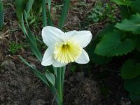 dvorska_panasonic_p1000573.jpg: 96k (2010-04-09 05:22)