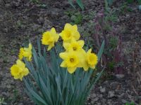 dvorska_panasonic_p1000575.jpg: 131k (2010-04-09 05:23)