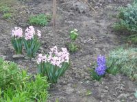 dvorska_panasonic_p1000576.jpg: 169k (2010-04-09 05:24)