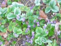 dvorska_panasonic_p1000579.jpg: 136k (2010-04-09 05:26)