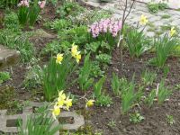 dvorska_panasonic_p1000582.jpg: 208k (2010-04-16 13:51)