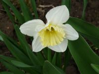 dvorska_panasonic_p1000584.jpg: 69k (2010-04-16 13:52)