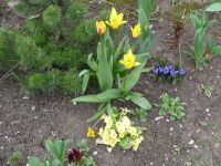 dvorska_panasonic_p1000585.jpg: 195k (2010-04-16 13:52)