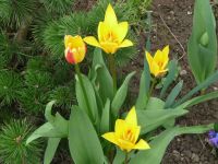 dvorska_panasonic_p1000586.jpg: 146k (2010-04-16 13:53)