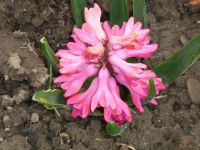 dvorska_panasonic_p1000588.jpg: 113k (2010-04-16 13:54)