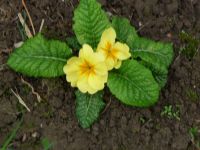 dvorska_panasonic_p1000589.jpg: 103k (2010-04-16 13:55)