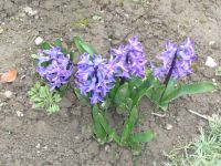 dvorska_panasonic_p1000591.jpg: 169k (2010-04-16 13:56)