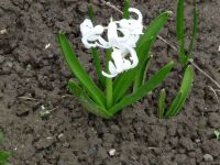 dvorska_panasonic_p1000592.jpg: 147k (2010-04-16 13:57)