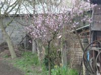 dvorska_panasonic_p1000594.jpg: 167k (2010-04-16 14:00)