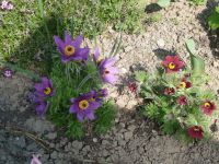 dvorska_panasonic_p1000597.jpg: 214k (2010-04-25 12:08)