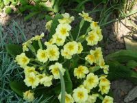 dvorska_panasonic_p1000600.jpg: 142k (2010-04-25 12:10)