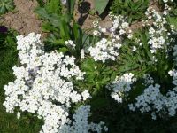 dvorska_panasonic_p1000601.jpg: 183k (2010-04-25 12:11)