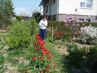 dvorska_panasonic_p1000604.jpg: 245k (2010-04-25 12:14)