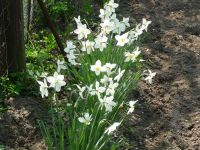 dvorska_panasonic_p1000605.jpg: 214k (2010-04-25 12:15)