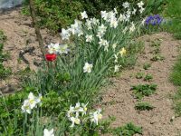 dvorska_panasonic_p1000606.jpg: 247k (2010-04-25 12:16)