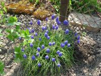 dvorska_panasonic_p1000607.jpg: 265k (2010-04-25 12:16)