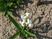 dvorska_panasonic_p1000611.jpg: 184k (2010-04-25 12:18)