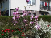 dvorska_panasonic_p1000612.jpg: 231k (2010-04-25 12:19)