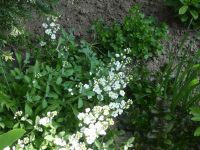 dvorska_panasonic_p1000613.jpg: 175k (2010-04-25 12:20)