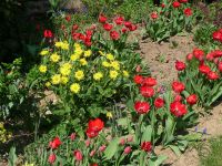 dvorska_panasonic_p1000614.jpg: 250k (2010-04-25 12:20)