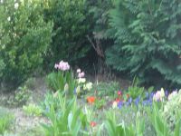 dvorska_panasonic_p1000615.jpg: 112k (2010-04-25 12:21)