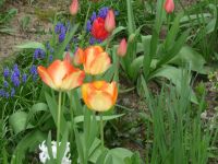 dvorska_panasonic_p1000623.jpg: 125k (2010-04-27 14:04)