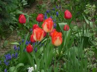 dvorska_panasonic_p1000627.jpg: 150k (2010-05-01 05:48)