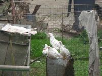 dvorska_panasonic_p1000629.jpg: 158k (2010-05-01 05:49)