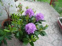 dvorska_panasonic_p1000630.jpg: 230k (2010-05-18 06:49)