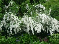 dvorska_panasonic_p1000631.jpg: 265k (2010-05-18 06:50)