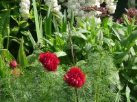 dvorska_panasonic_p1000638.jpg: 196k (2010-05-21 07:16)