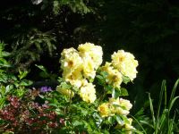 dvorska_panasonic_p1000641.jpg: 142k (2010-06-15 06:29)