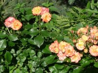 dvorska_panasonic_p1000642.jpg: 174k (2010-06-15 06:30)