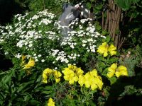 dvorska_panasonic_p1000643.jpg: 220k (2010-06-15 06:31)