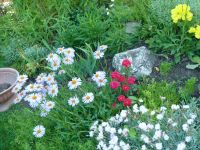 dvorska_panasonic_p1000644.jpg: 196k (2010-06-15 06:32)