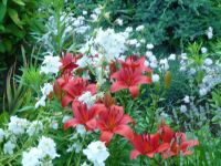 dvorska_panasonic_p1000646.jpg: 139k (2010-06-15 06:34)