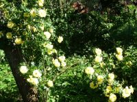 dvorska_panasonic_p1000647.jpg: 224k (2010-06-15 06:34)